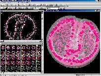 Confocal Microscope Image